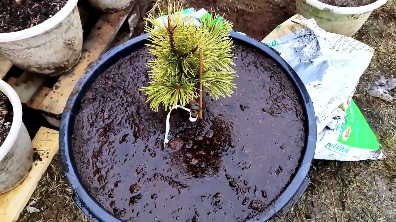 Как наросла корневая сосны Тейлор Санберст за год