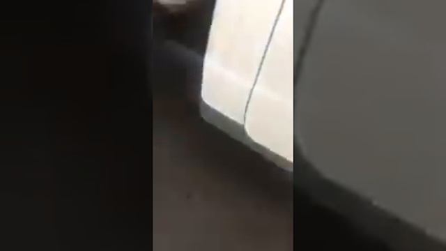 Kак Aзербайджанцы обращаются с собаками / Animal Abuse In Azerbaijan смотреть онлайн
