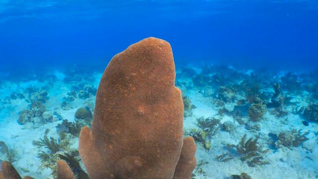 Caribbean Coral Oasis смотреть онлайн