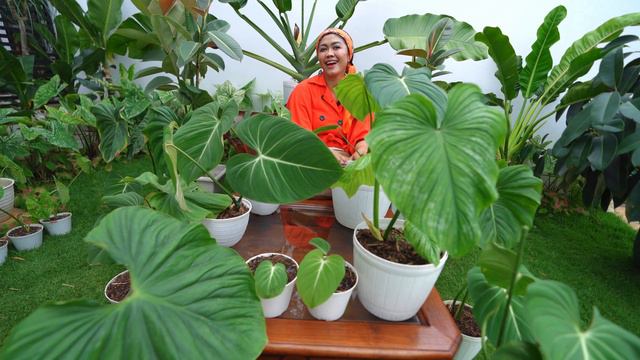 PHILODENDRON PASTAZANUM | TRENDING PLANT