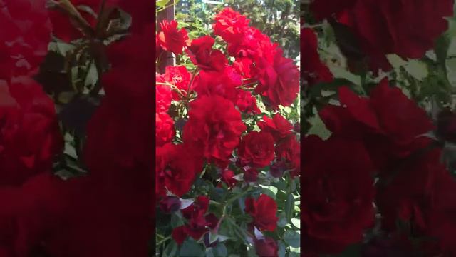 Роза для парадного входа Бельканто #розабельканто