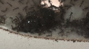 Я ПОДСЕЛИЛ К МУРАВЬЯМ Carebara diversa ВТОРУЮ МАТКУ! МУРАВЬИ - МАРОДЁРЫ.