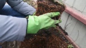 Посадка туи Смарагд. Учёт предыдущих ошибок. Конец осени, начало зимы.