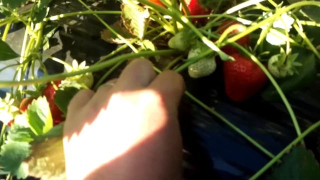 клубника сорт антея ( наше мнение ) смотреть онлайн