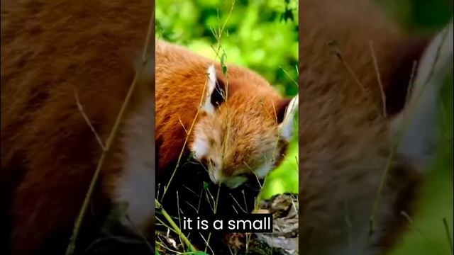 Intriguing and Endangered: The Red Panda's Fight for Survival #shorts #redpanda смотреть онлайн