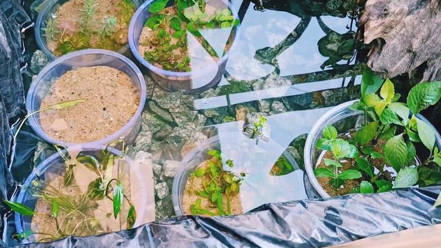 DIY BALCONY POND!! BREEDING CHERRY BARBS IN INDIA!!! #india #pond #youtube #plants #diy смотреть онлайн