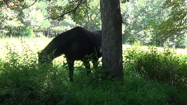 Лошадь на прогулке в кисловодском парке смотреть онлайн