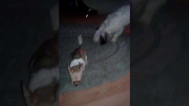 Жопа чешется^^ смотреть онлайн