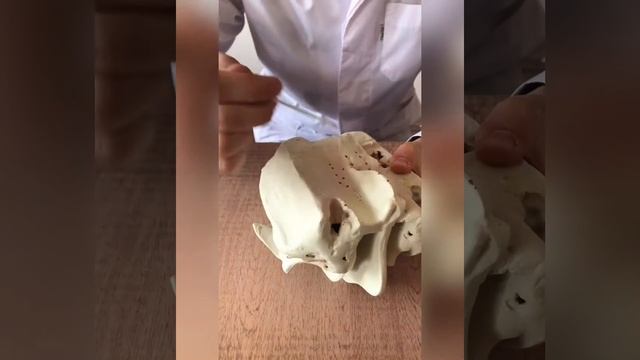 Нормальная анатомия решётчатой кости. смотреть онлайн