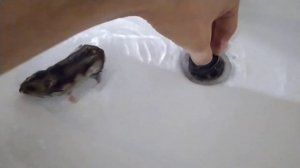 Как хомяку организовать водные процедуры купания
