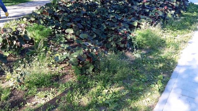 Поездка в Сиреневый сад. смотреть онлайн