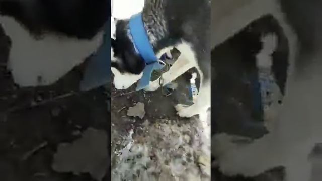 1 месяц хаски, выходят в первые на улицу смотреть онлайн