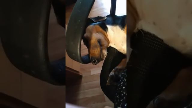 Моэей собаке приснилося плохой сон смотреть онлайн