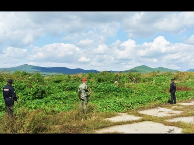 Уничтожено более семи миллионов кустов конопли