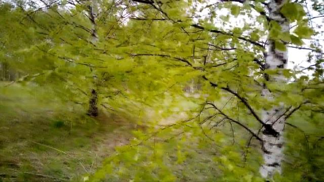 Пора собирать Березовые листочки (20 Мая 2022) смотреть онлайн