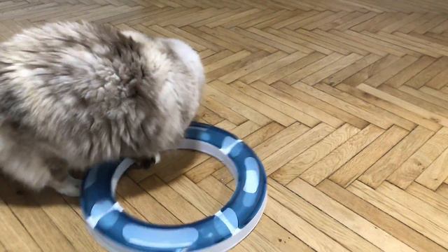 Puf the Cat - Playing with Catit Play Circuit - Funny Compilation смотреть онлайн