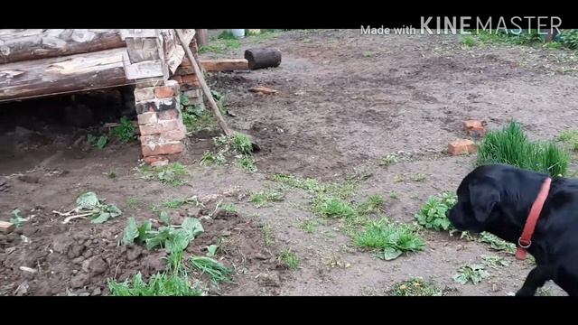 Нападение козленка на собаку. Рассада цветов смотреть онлайн