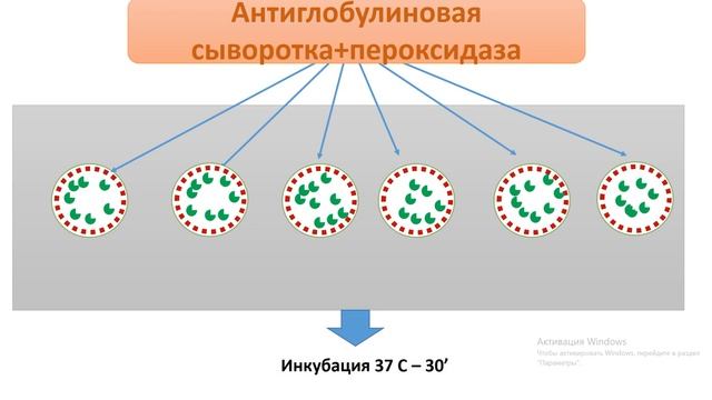 Этапы постановки ИФА