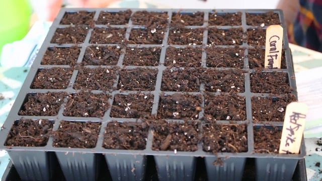 Starting Flower Seeds Part 2 - Amaranth! (And Trying a New Seed Starting Kit In a Pinch) смотреть онлайн