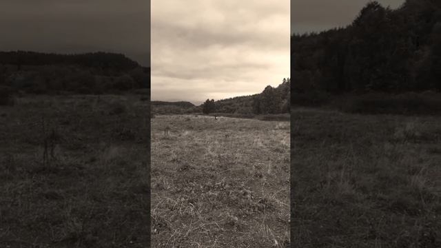 Учусь кататься на поле на питбайк VLOG REGUL MOTO 125 смотреть онлайн