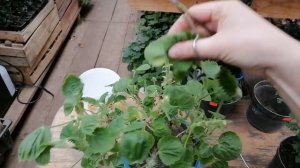 Способ осеннего укоренения Ангелов и пеларгоний - посадка в стаканчики по одному черенку без укрыти