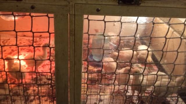 Содержание и уход за индюшатами хайбрид конвертер смотреть онлайн