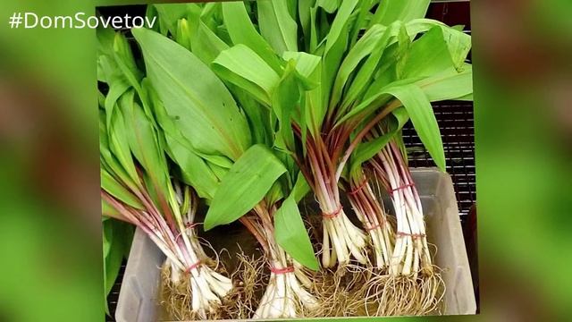 Черемша От Глистов, 2 Рецепта #DomSovetov смотреть онлайн