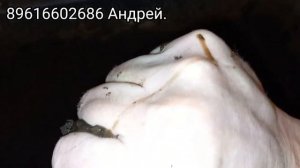 Как быстро вырастить калифорнийского червя!?