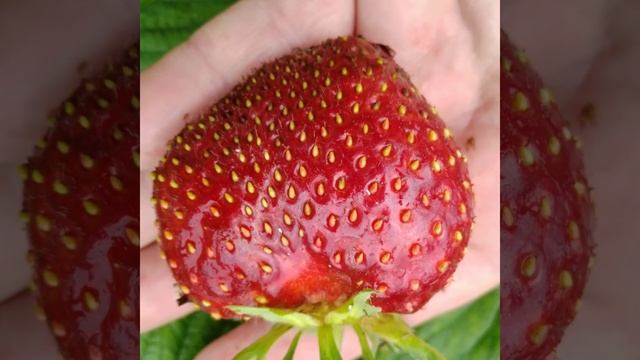 ВРЕМЯ КЛУБНИКИ/STRAWBERRY TIME 2021 ЗЕМЛЯНИКА САДОВАЯ