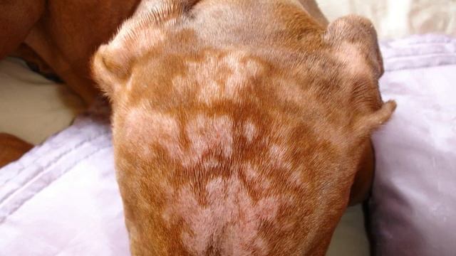 Черные пятна на коже у собаки: что это такое смотреть онлайн