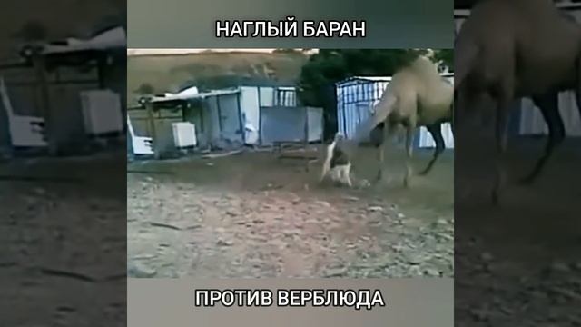 Баран против верблюда смотреть онлайн