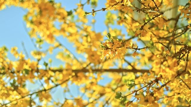 Relaxing Piano Music: Sleep, Meditation & Relaxation | Instrumental Background Music