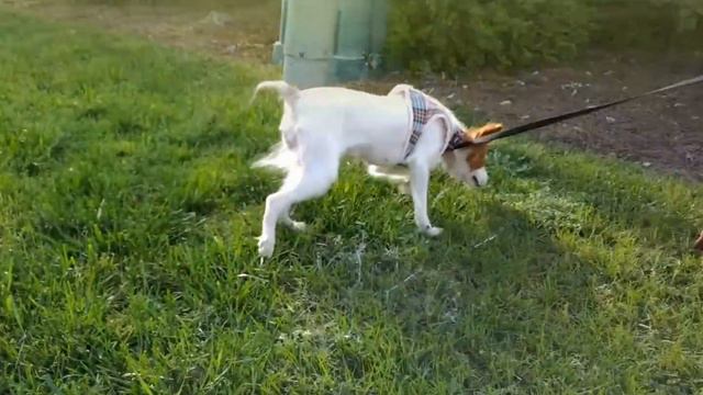 Trixie - Papillon Female - Adoptable Dog from Wilson County Humane Society смотреть онлайн