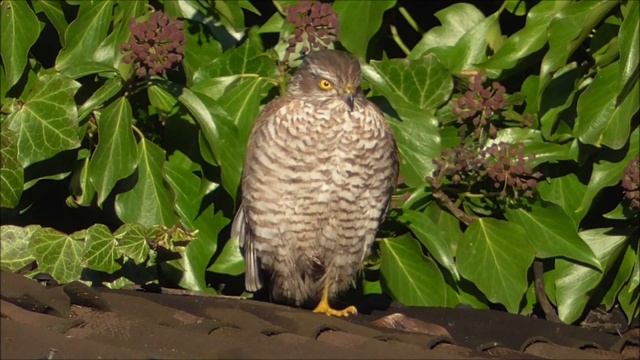 Putni / Birds : ZVIRBUĻU VANAGS /Accipiter nisus/. 2023.II. смотреть онлайн