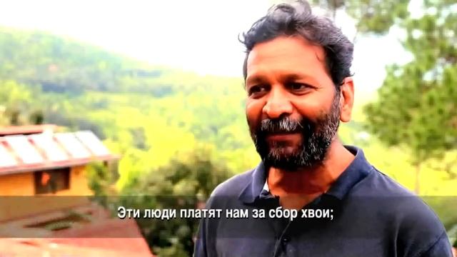 Хвоя как источник энергии смотреть онлайн