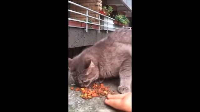 Подборка злых котов смотреть онлайн