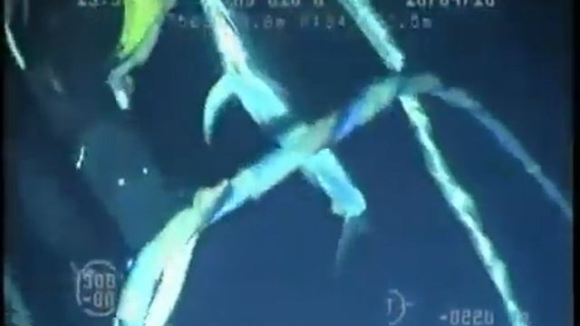 DANGER!!! РЕДКИЕ КАДРЫ. Рыбалка наоборот. Водолаз атакован рыбой-меч. смотреть онлайн