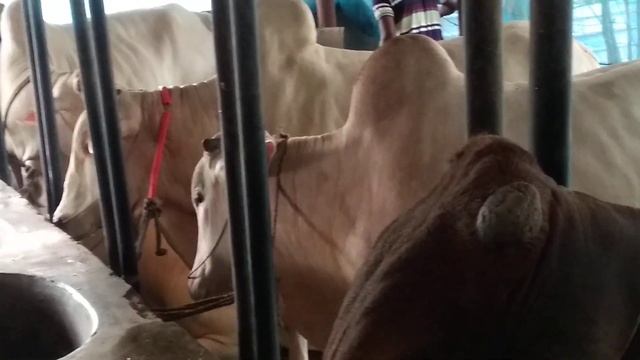 These cows are ready for qurbani Eid. Eid ul Adha. JS Connection. Mawa, cows farm. big cow. смотреть онлайн
