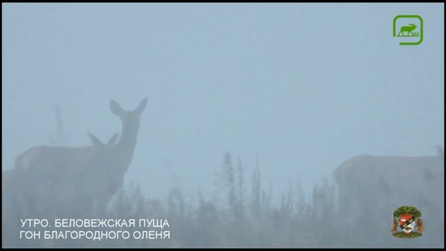 Гон благородного оленя в НП 'Беловежская пуща' Полная версия смотреть онлайн