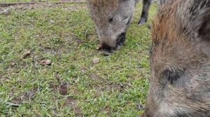 Содержание диких кабанов.При первой возможности они пытаются добраться до свинки и её поросят