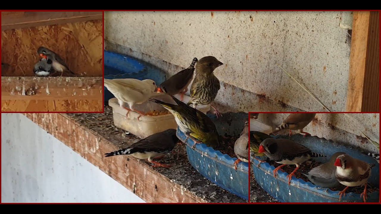 Птенцы амадин и зеленушек в вольере.