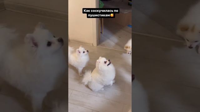 КОШМАР ОТРАВИЛИСЬ С ДАВИДОМ ? СИЛ 0 ? ИРИНА ПИНЧУК И АРАЙ ЧОБОНЯН смотреть онлайн