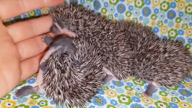 Как и когда у ежат открываются глазки смотреть онлайн