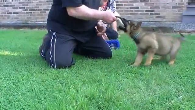 Sacraal Hart German Shepherd Puppies: Lux x Peggie 50 Days Old Bite Evaluation: Black & Blue смотреть онлайн