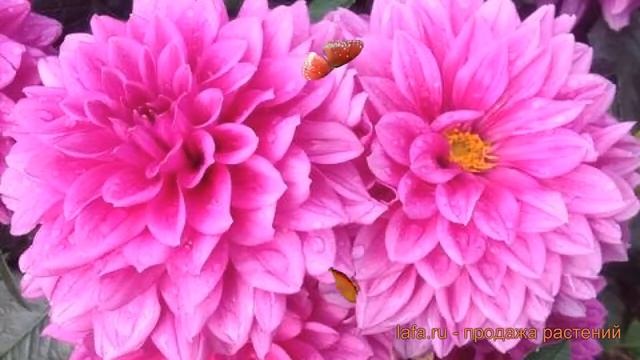 Георгина декоративная Клодетт (dahlia claudette) ? обзор: как сажать, луковицы георгины Клодетт смотреть онлайн