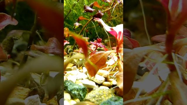 Альтернантера рейнека мини смотреть онлайн