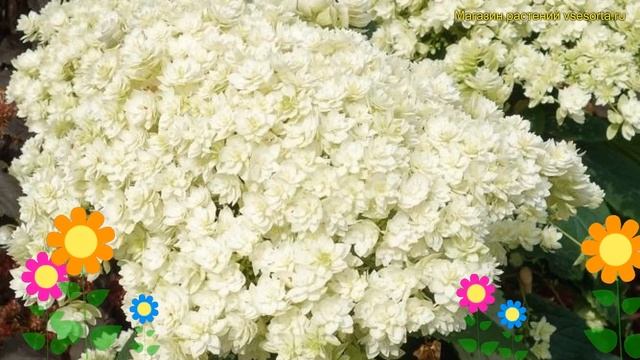 Гортензия древовидная Дабл Анабель. Краткий обзор, описание hydrangea arborescens Double Annabelle смотреть онлайн