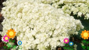 Гортензия древовидная Дабл Анабель. Краткий обзор, описание hydrangea arborescens Double Annabelle