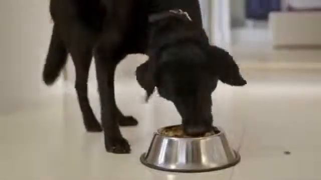 Корм для собак ProPlan    специалисты рекомендуют