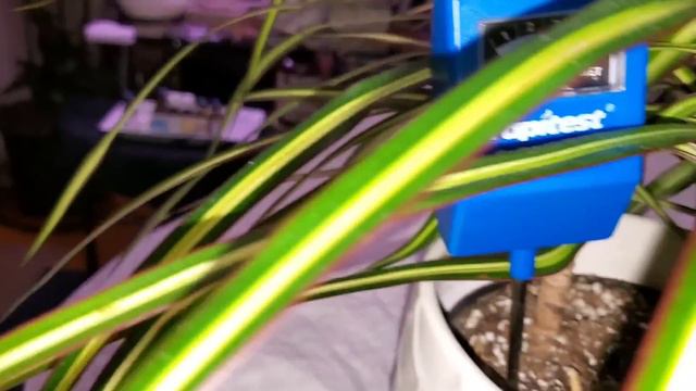 #growgreen 16-28 #pinkprincessphilodendron #madagascar #dragontree #ponytail #palmplant #alocasia смотреть онлайн